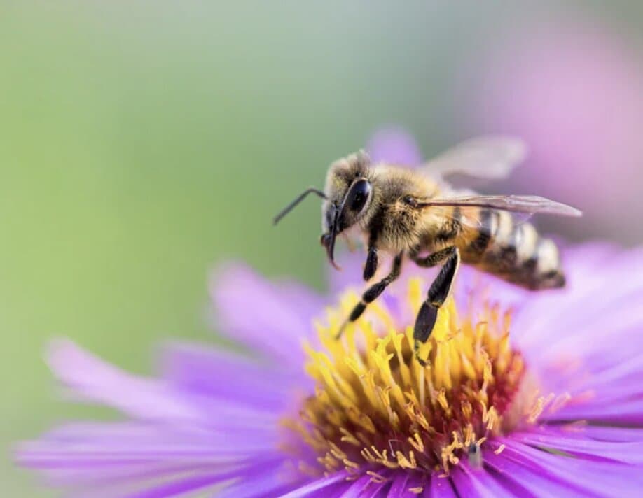 Close-up of a honeybee on a purple flower with a blurred green background.